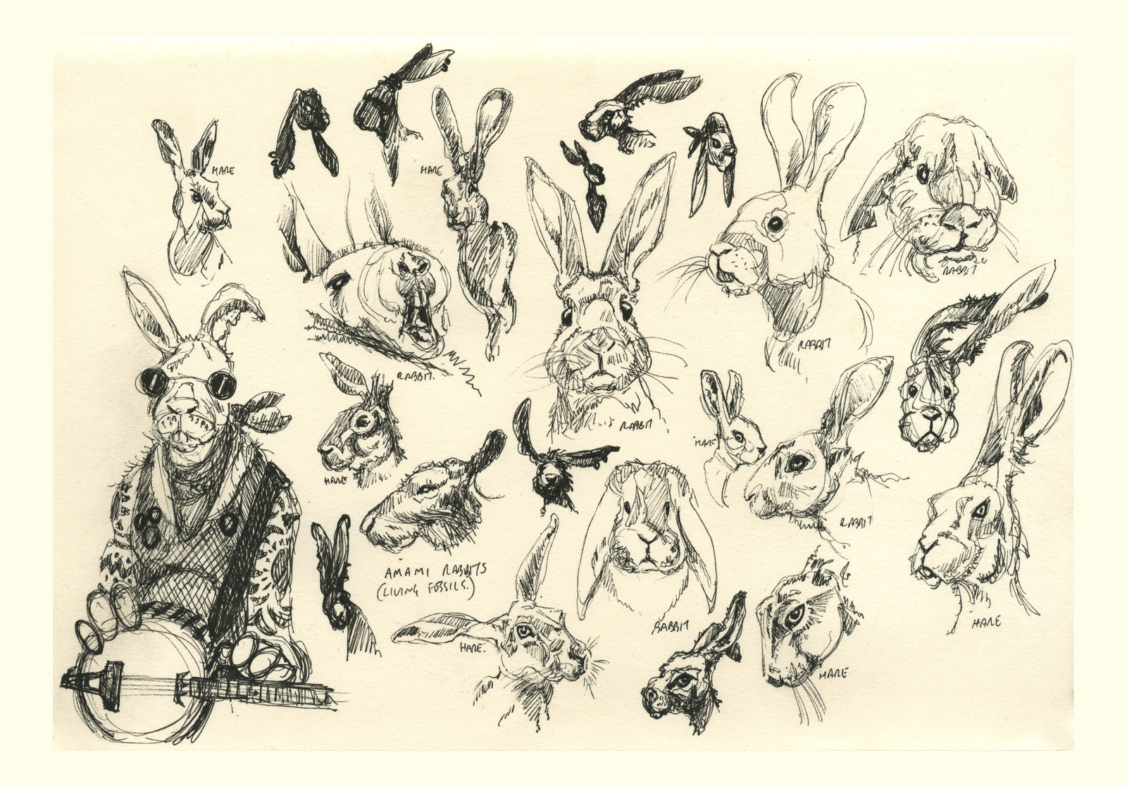 Rabbit and Hare Studies.