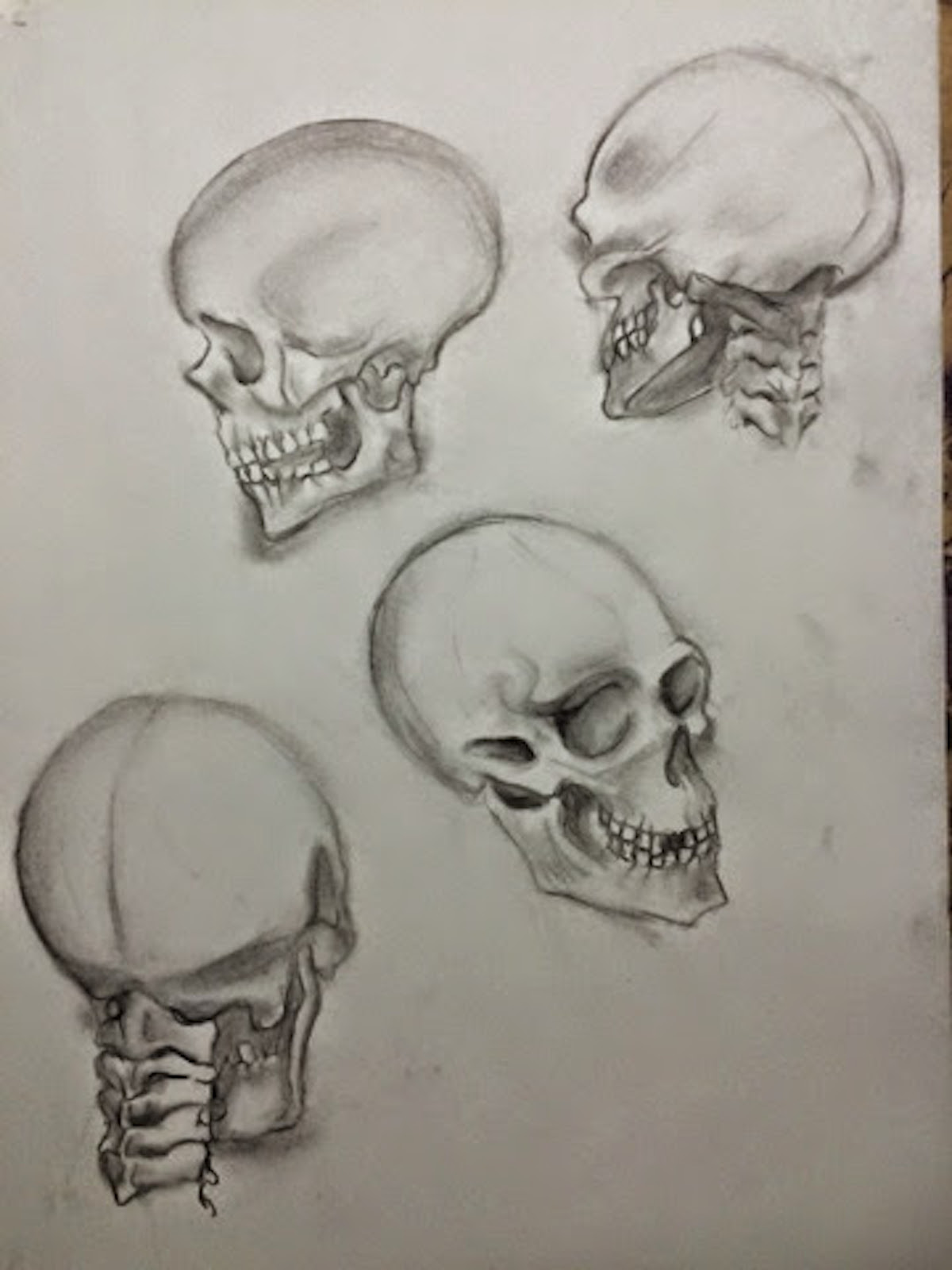 Artstation Life Drawing Skull Studies Stephen Savage