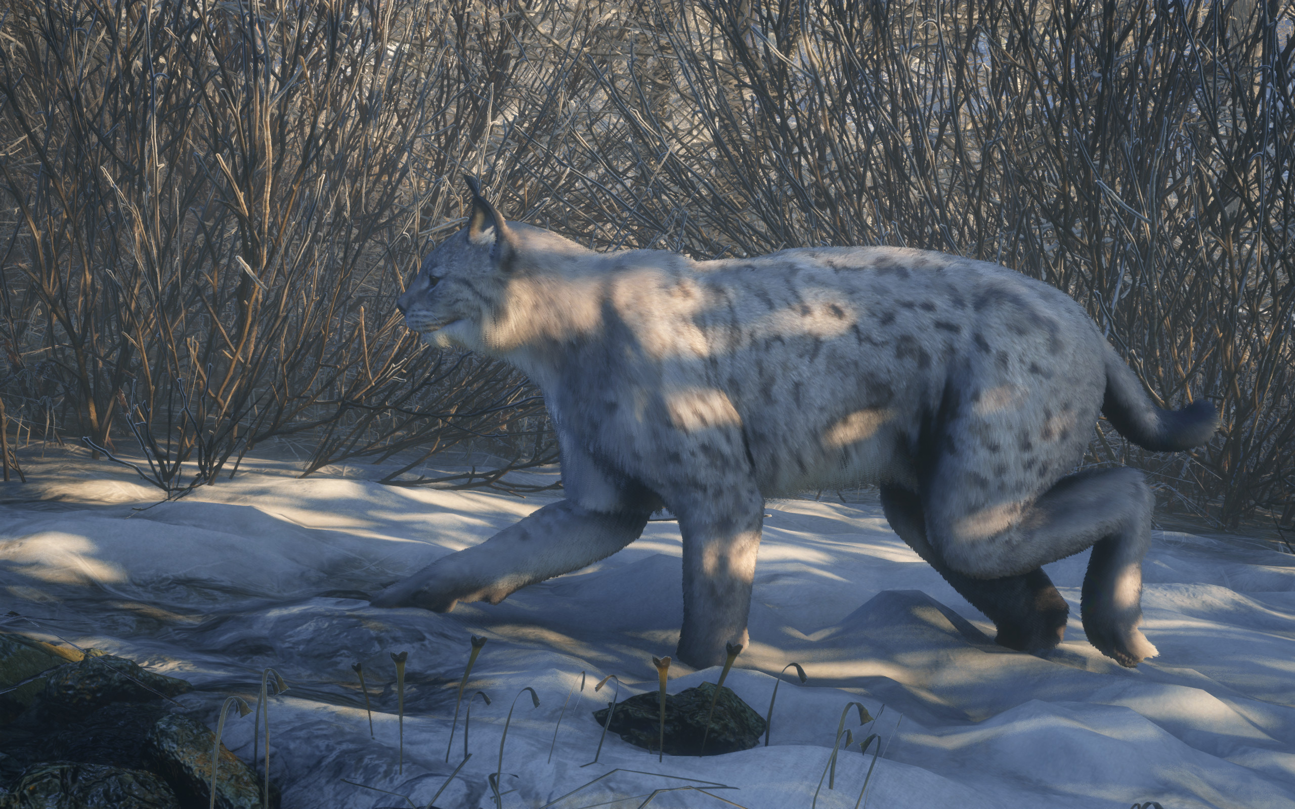 Eurasian Lynx 03