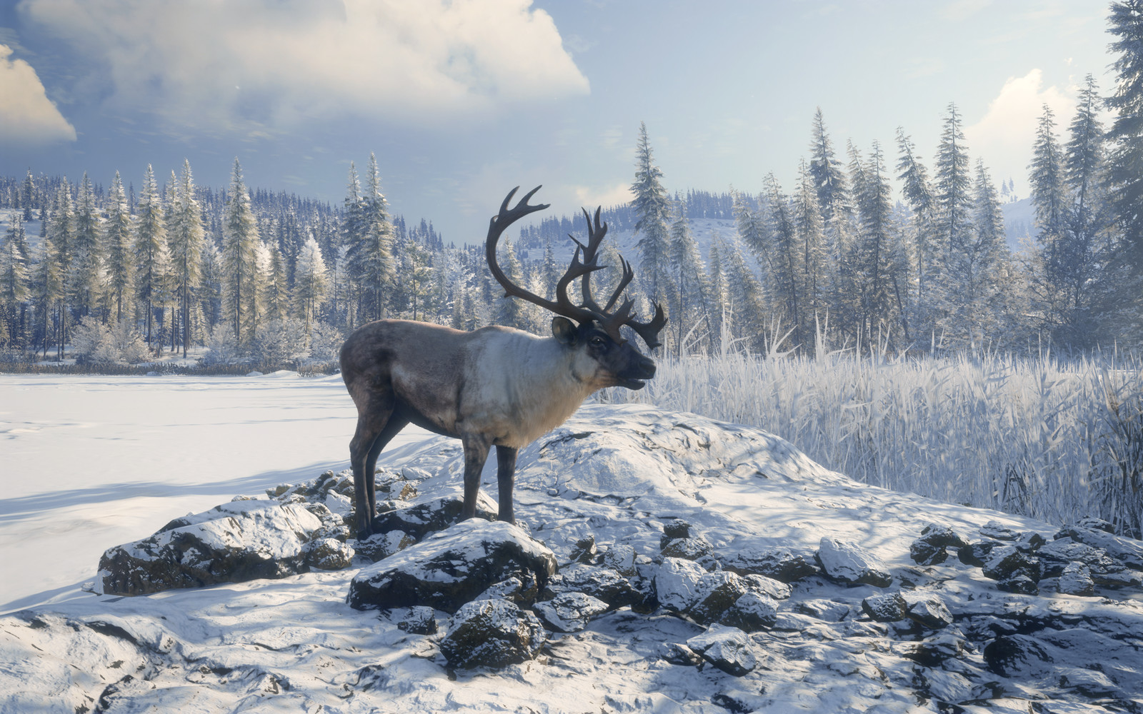 Reindeer
