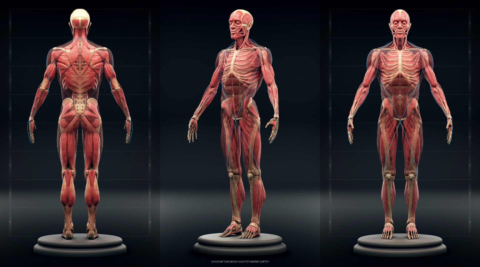 ecorche models