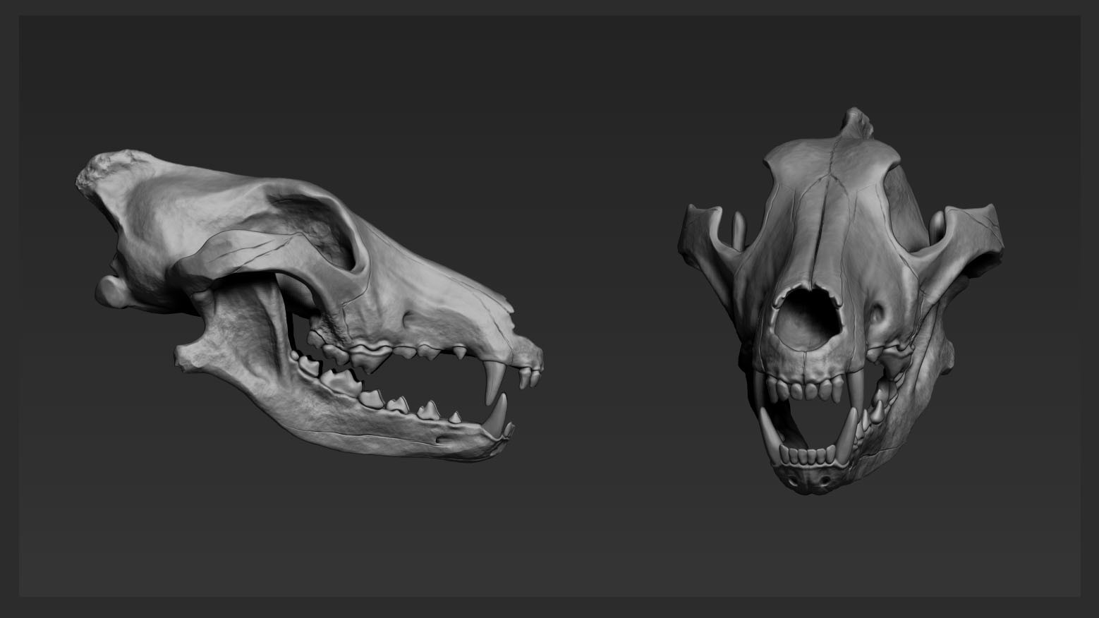 Wolf Skull 3d Model