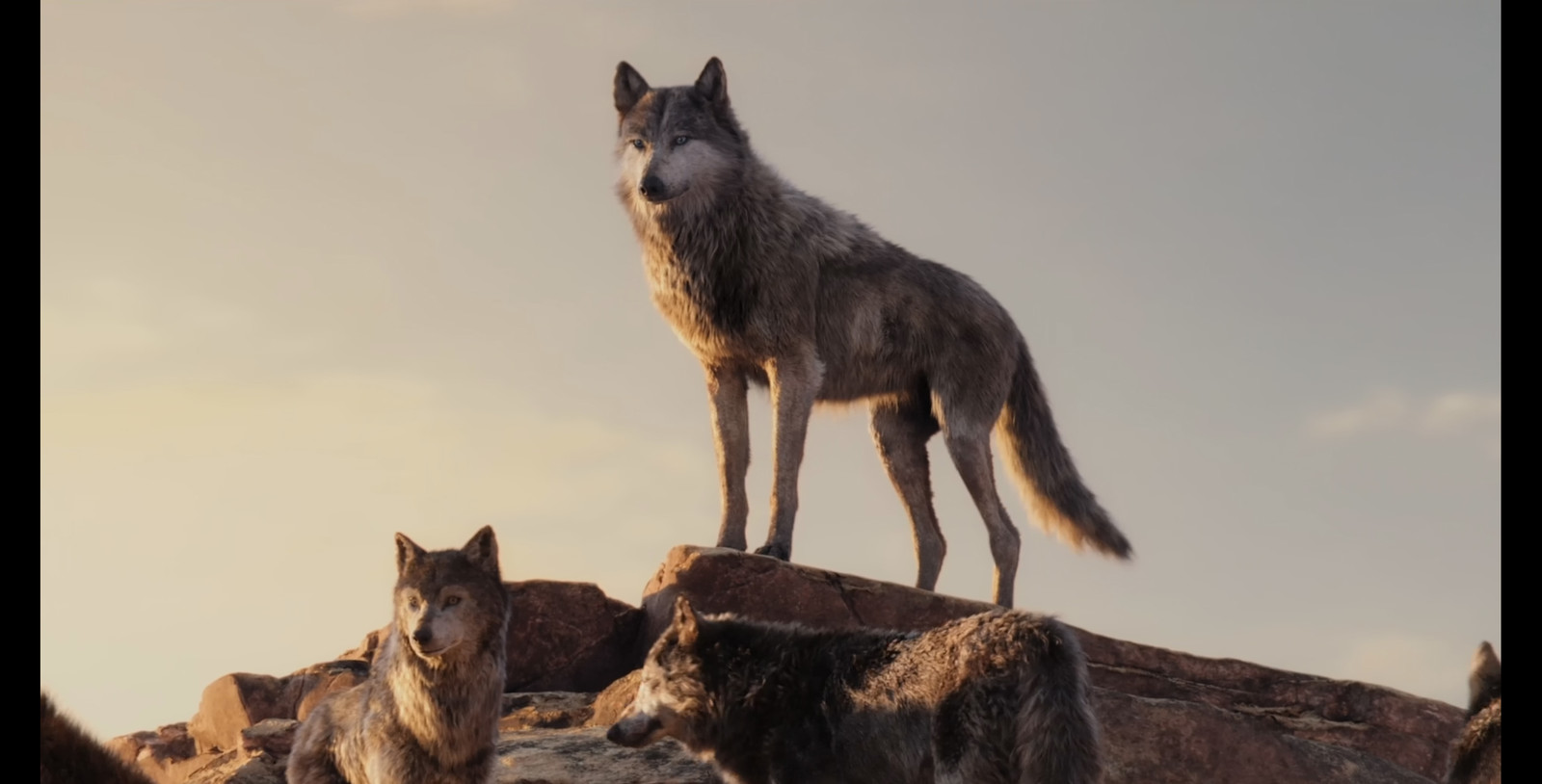 two secondary wolves fur