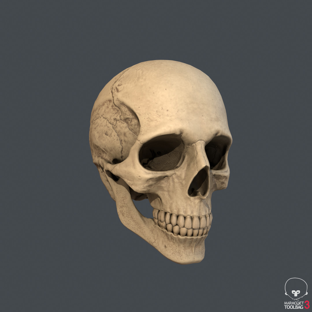 Artstation Human Skull Real Time 3d Model Josh Gilroy