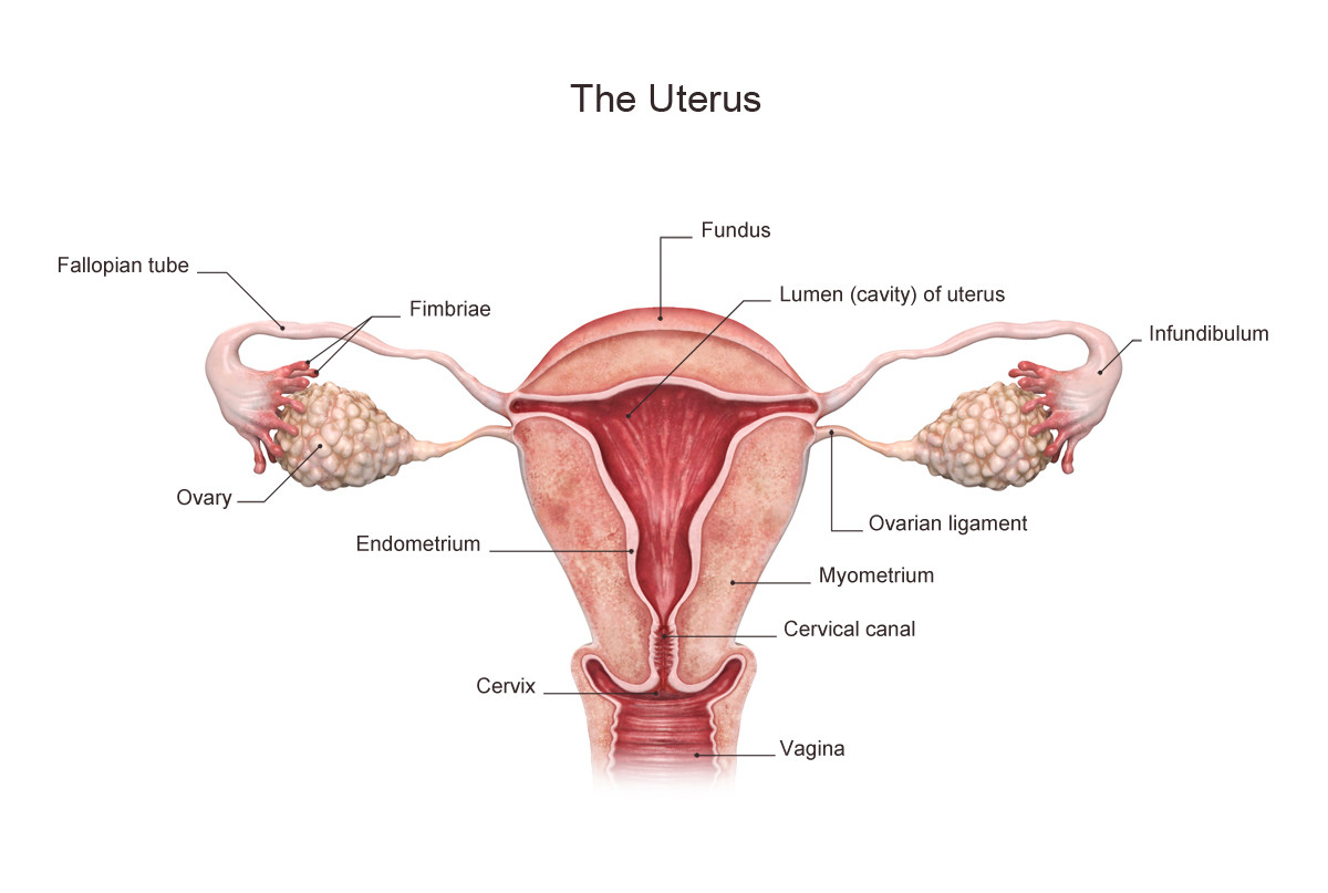 ArtStation - Medical illustrations of the Uterus., Everviz ...