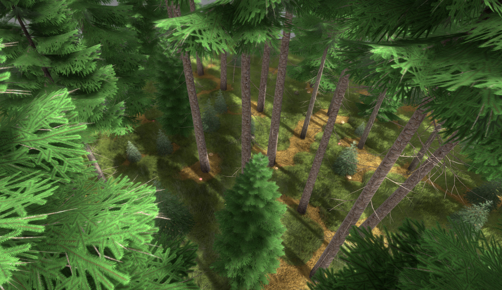 Spruce Forest