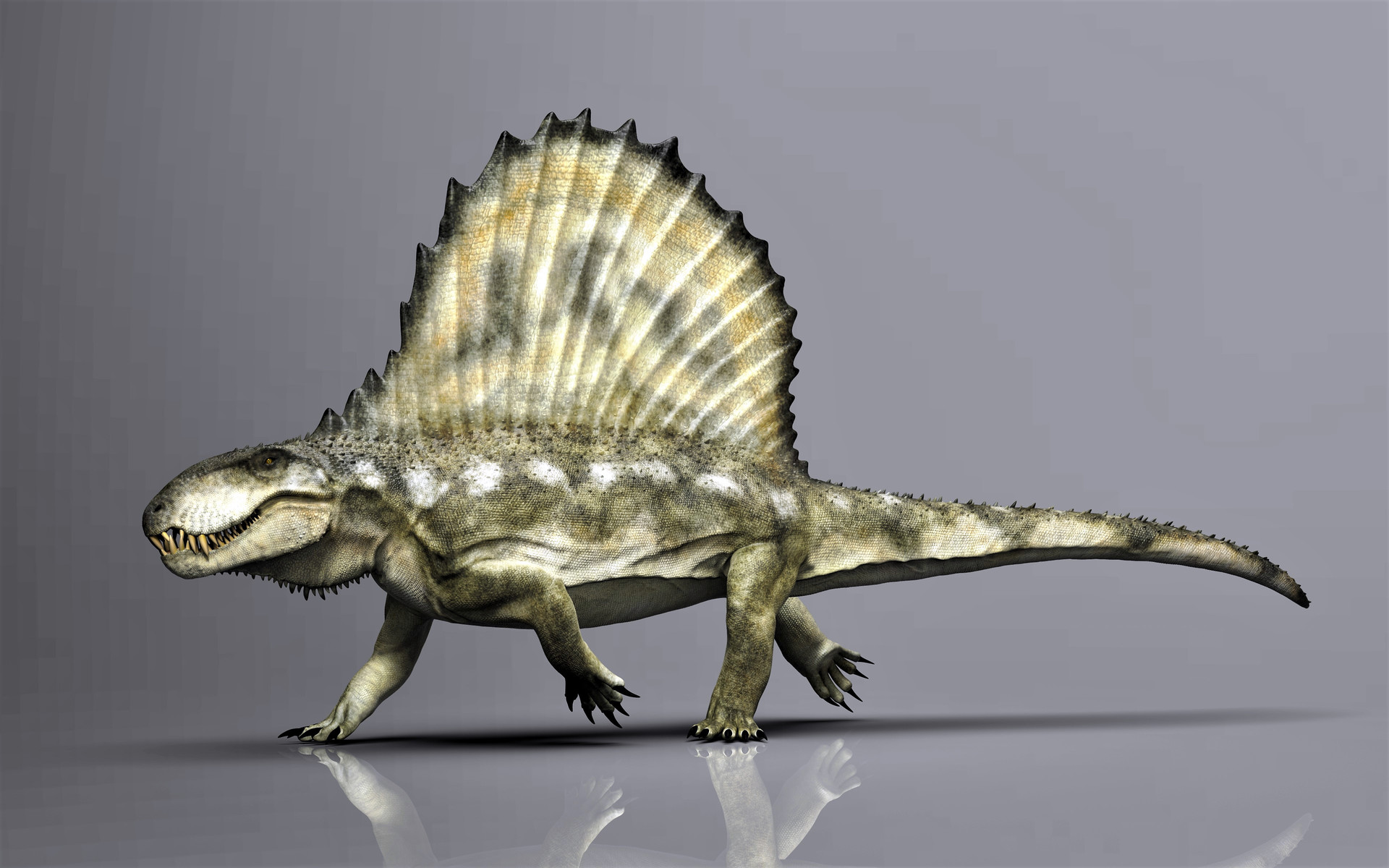 Manuel Gil Jaramillo - Dimetrodon
