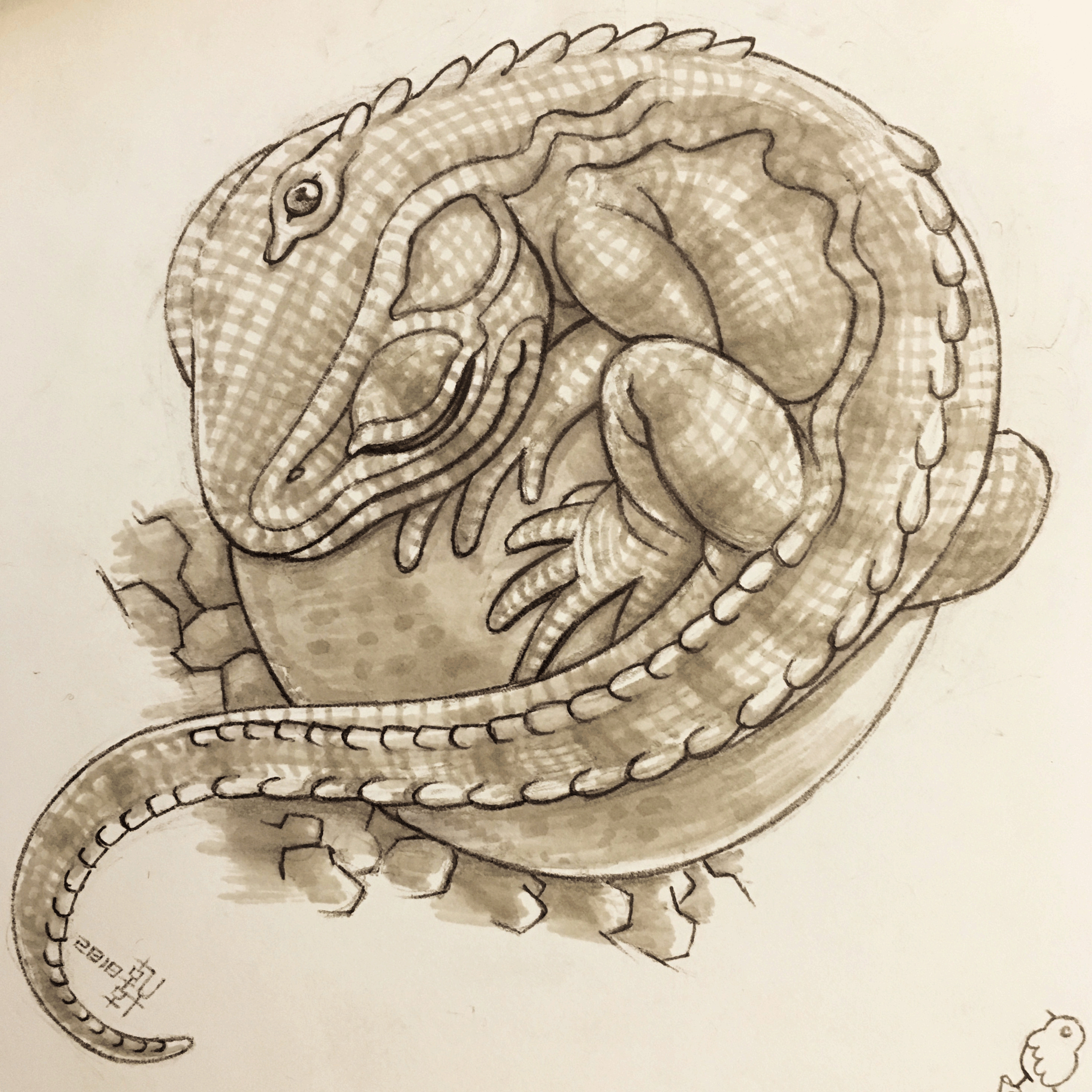 Day #15,141 - Tuatara Hatchling