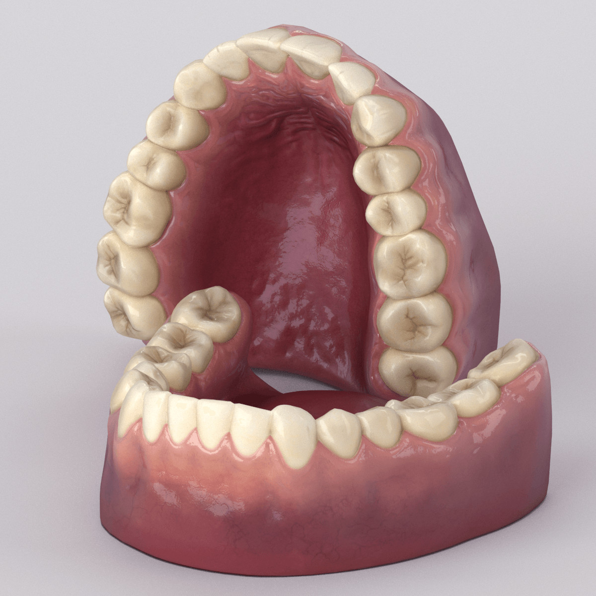 Artstation Realistic Teeth 3d Model With Textures Simon Telezhkin