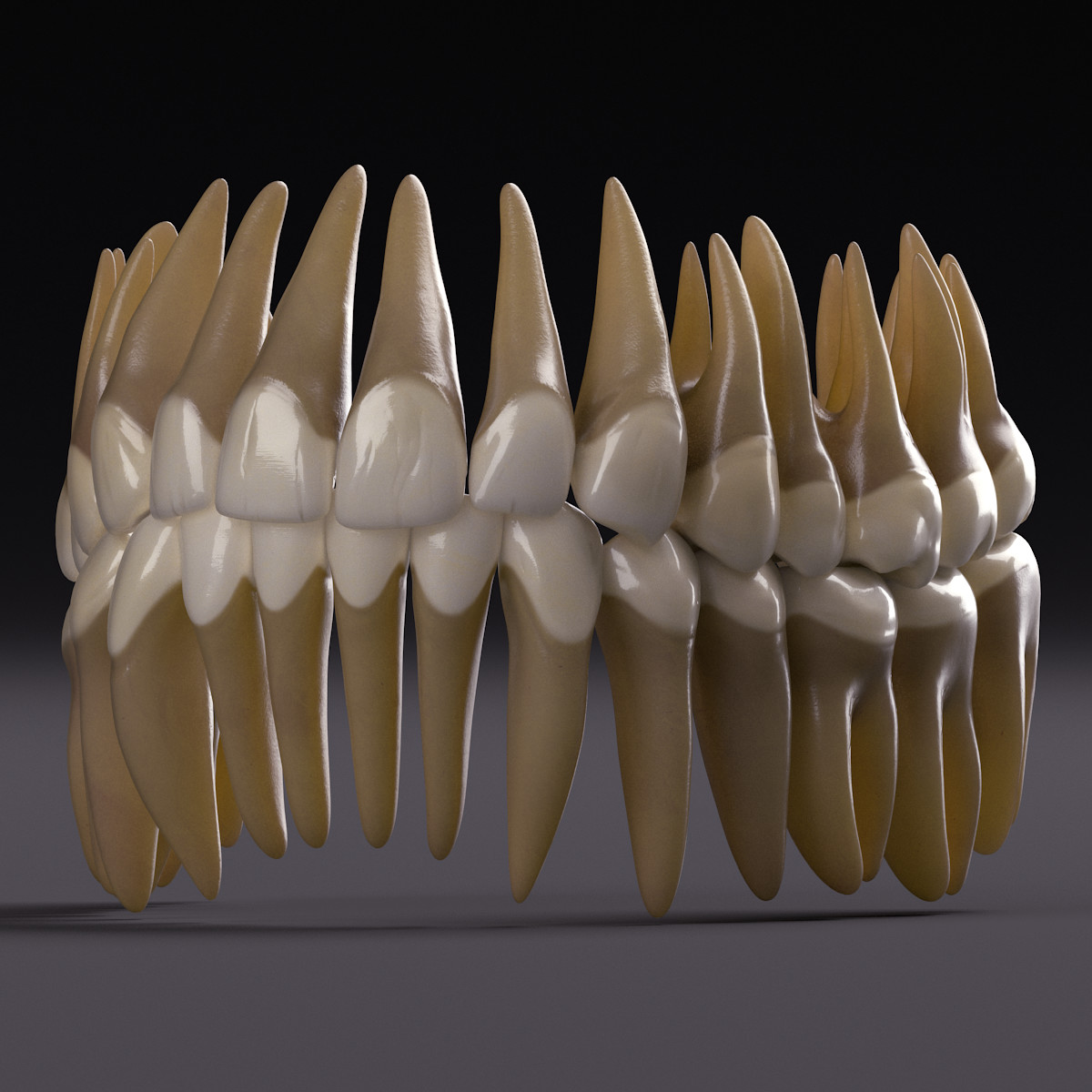 Макет зуба