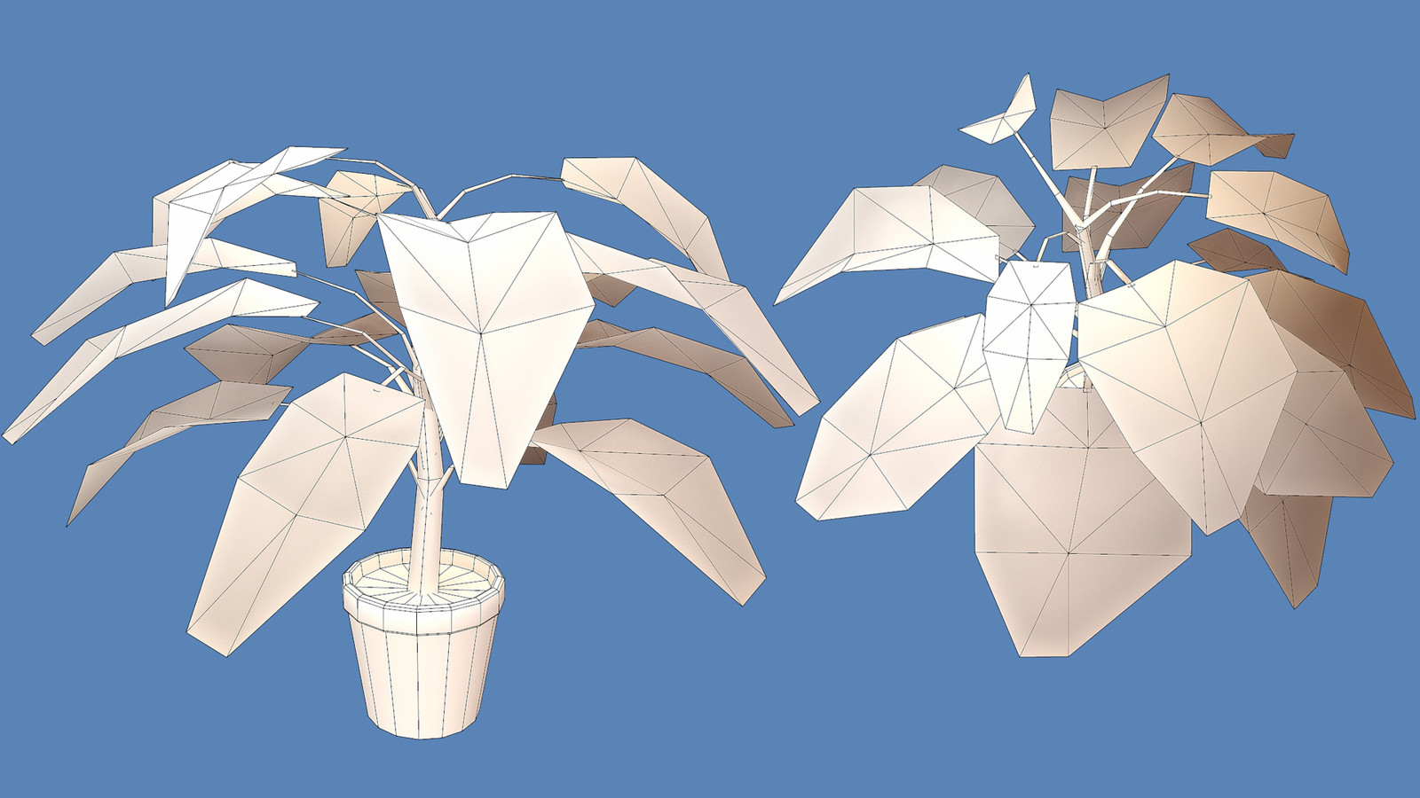 Dumb Cane Plant  - Wires
768 Tris