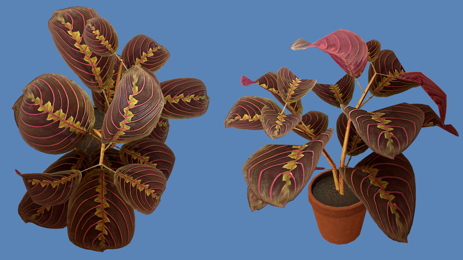 Maranta Plant - 617 Tris
