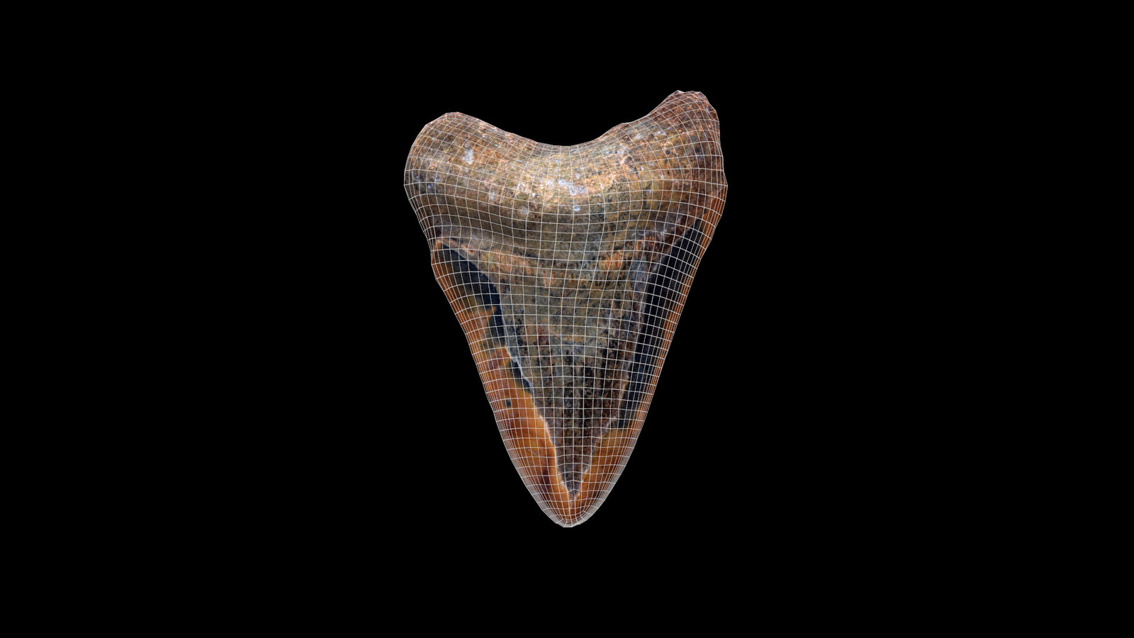 Fossilized Megalodon Tooth with wireframe
