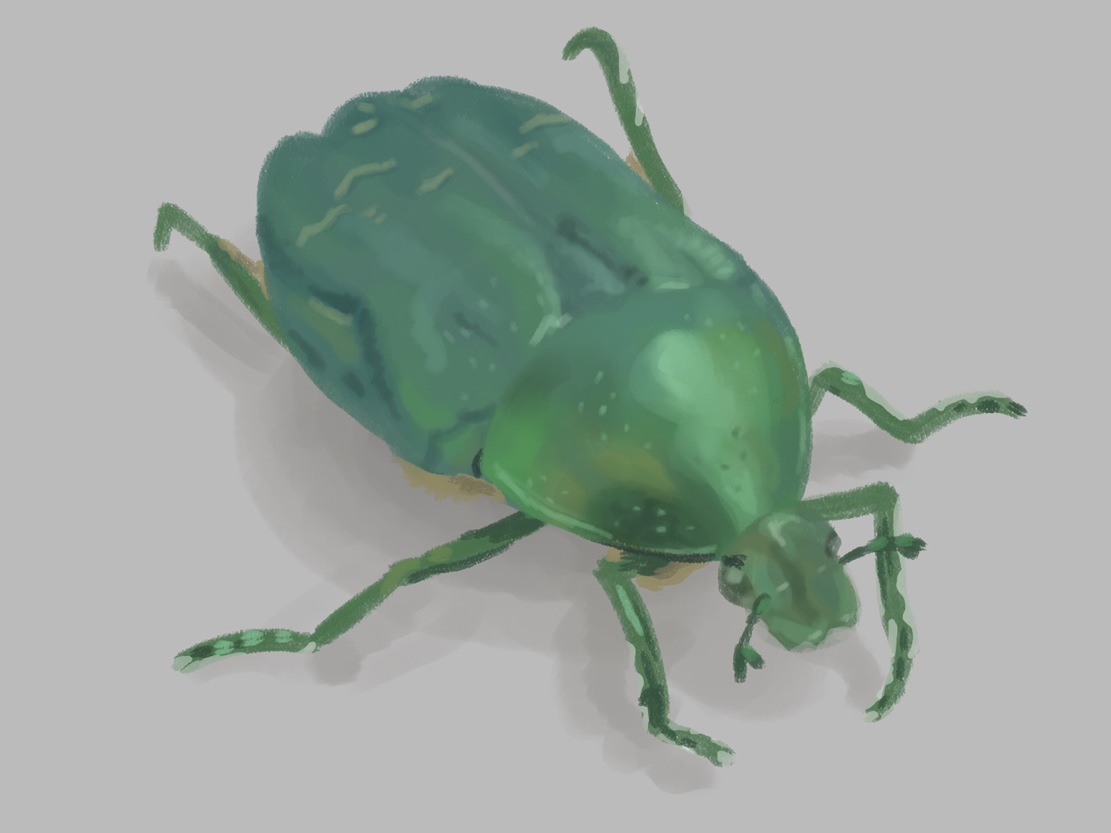 Green Beetle
