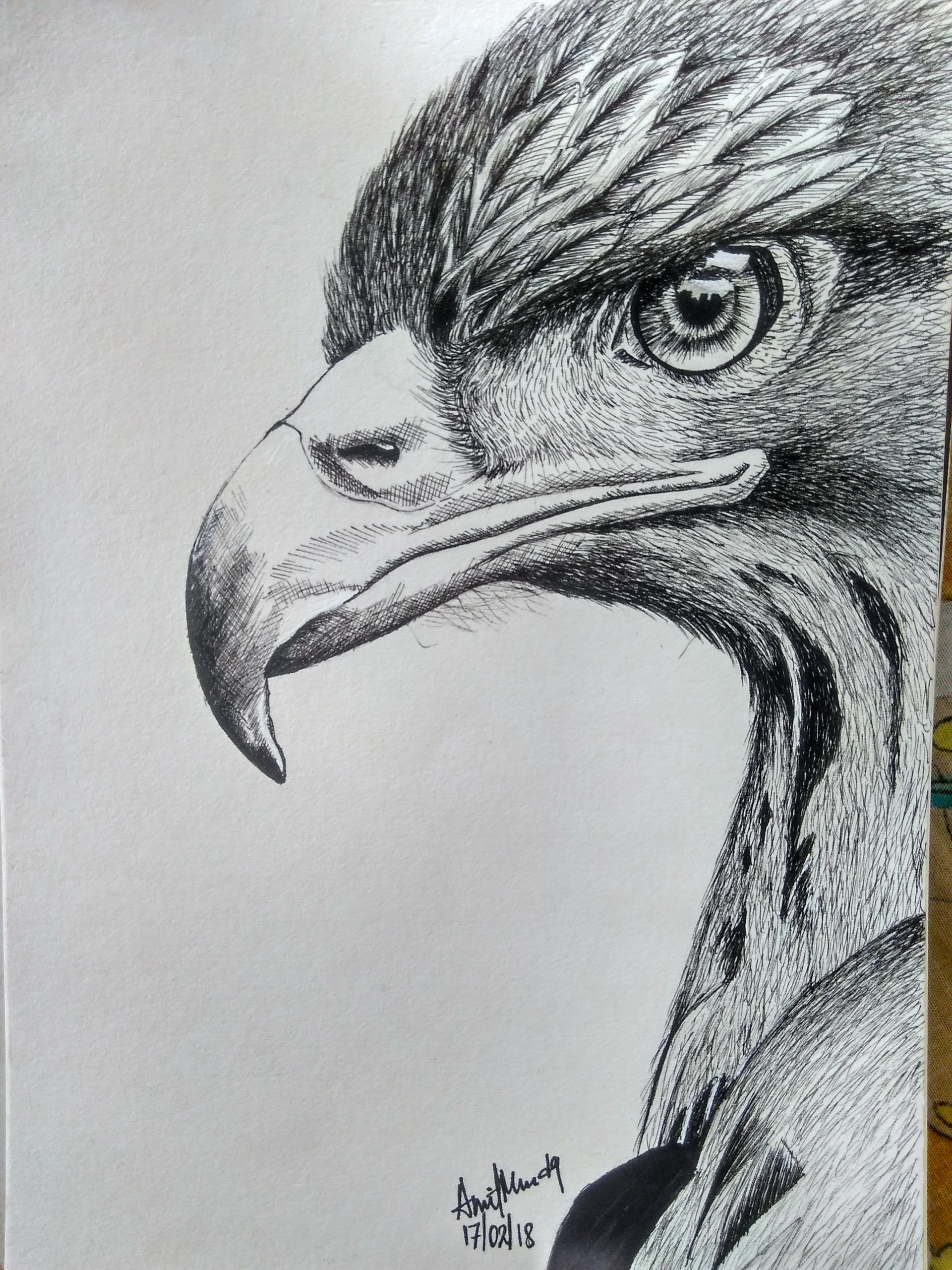 ArtStation - Ink sketch of an eagle