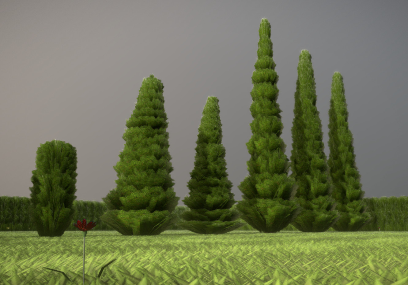 Some cypresses in different sizes.