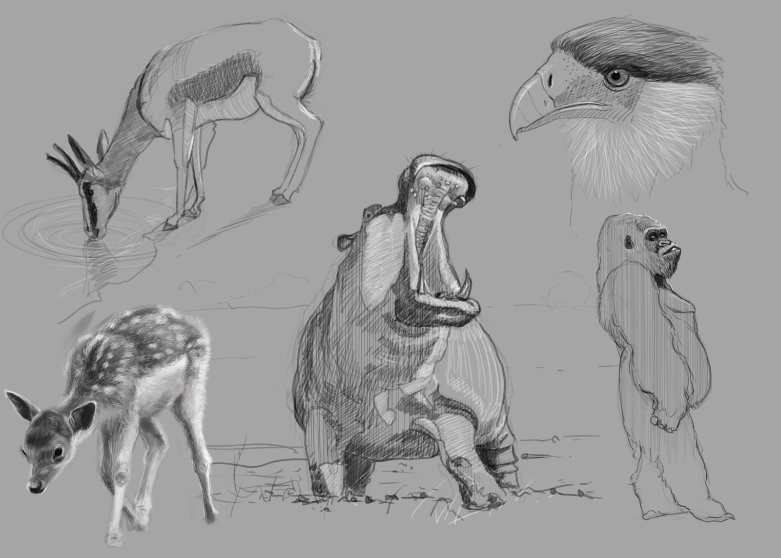 Animal digital sketching