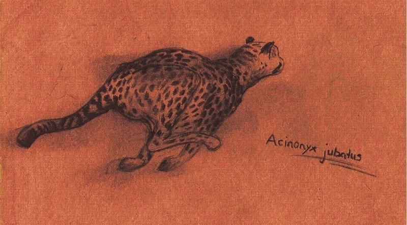 Cheetah (Acinonyx jubatus)
