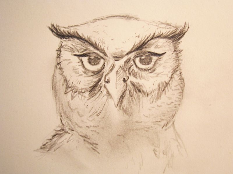 An eagle-owl (Bubo bubo)