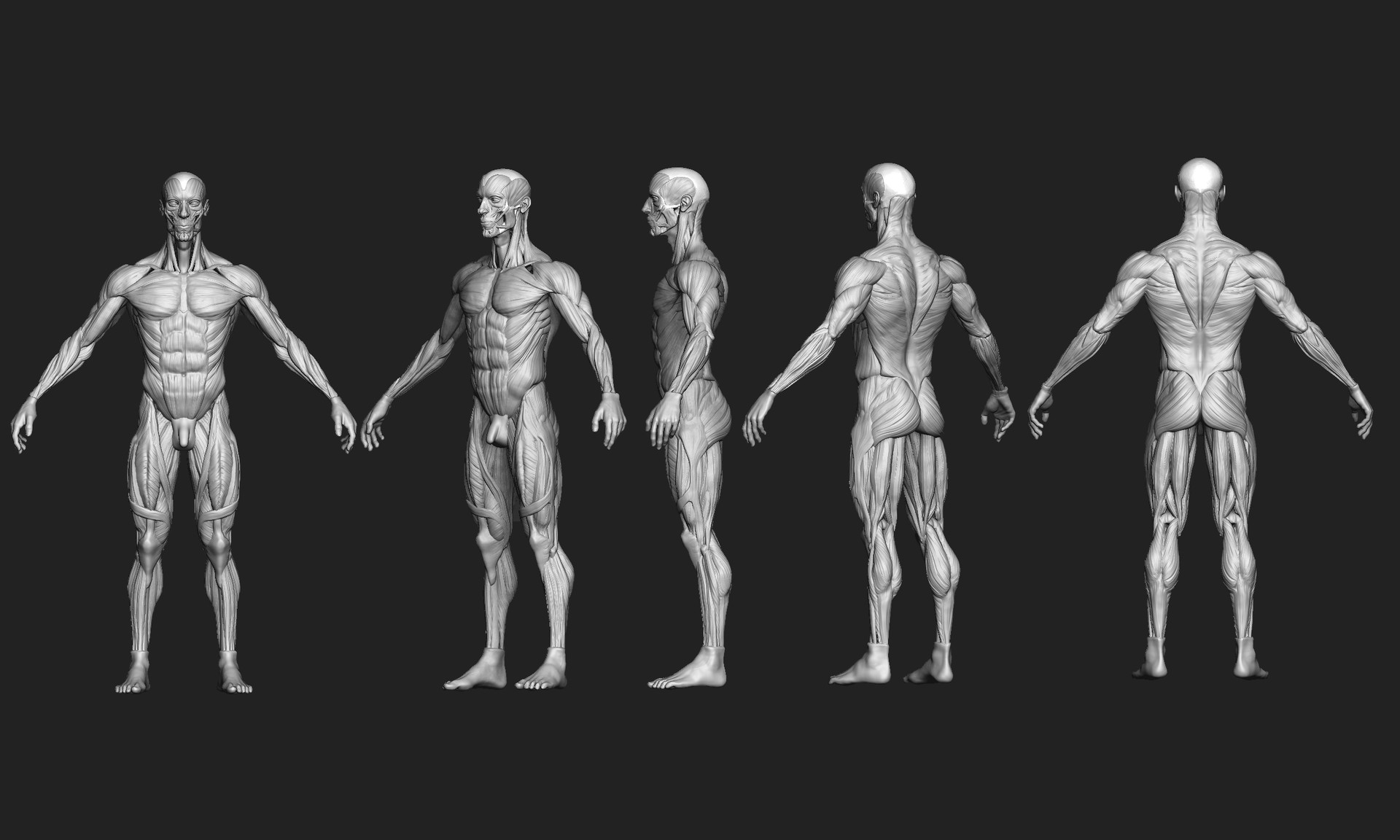 ecorche anatomy model