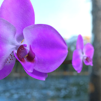 3D Orchid