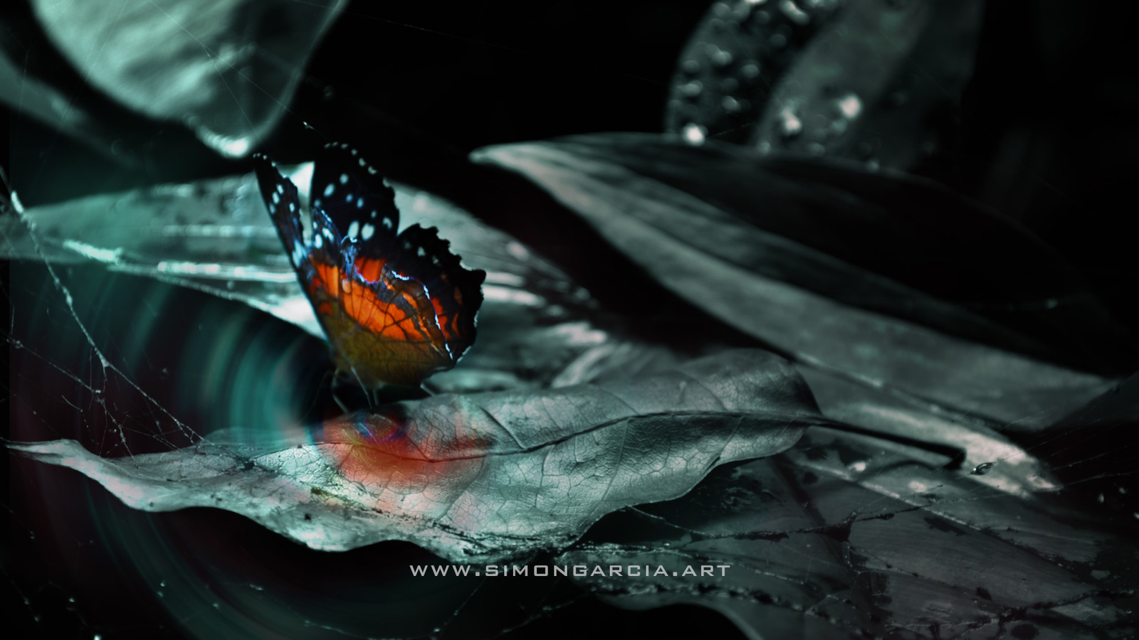 Butterfly in forest.