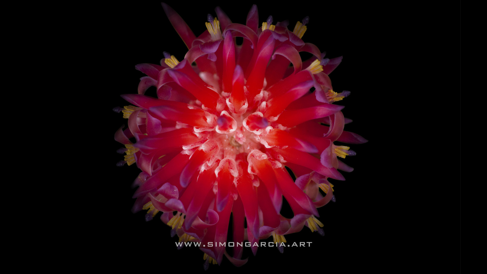 Bromelia Dark Version.