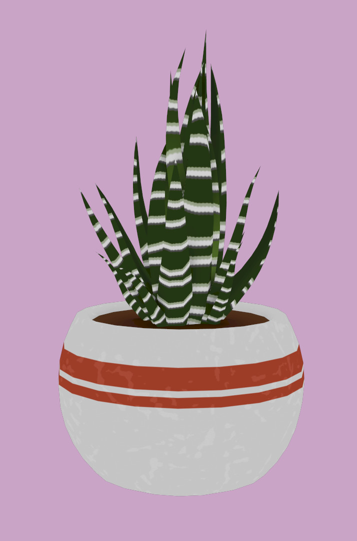 My Zebra Cactus!