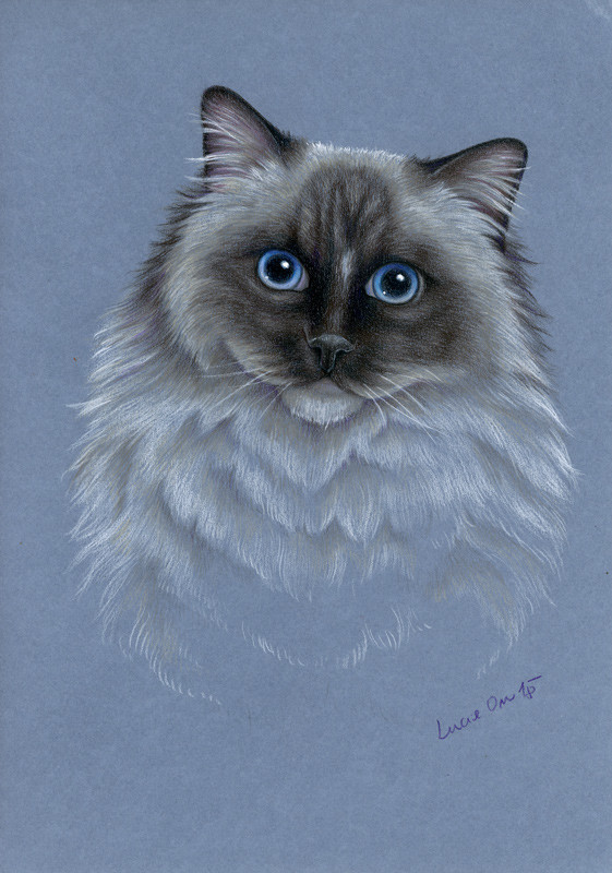 Artstation - Ragdoll Cat