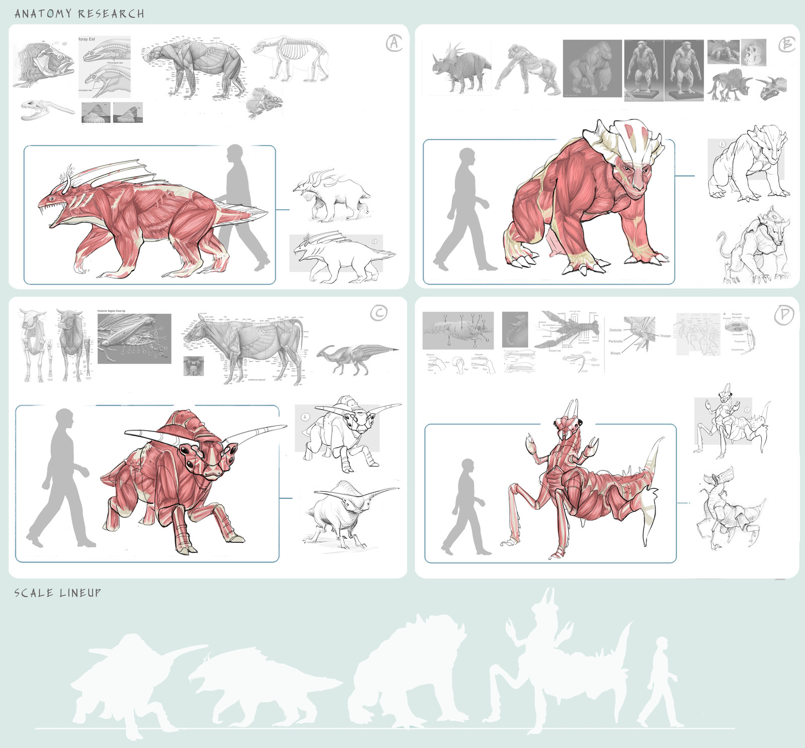 anatomy studies