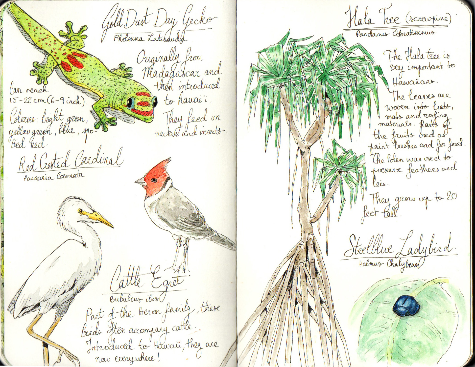 Misia Clive Sketchbook Misia Clive Sketchbook