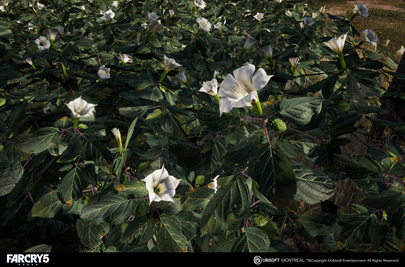 Artstation Farcry 5 Datura Gameplay Grass Paulette Richardson
