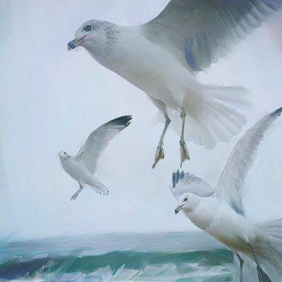 Fly