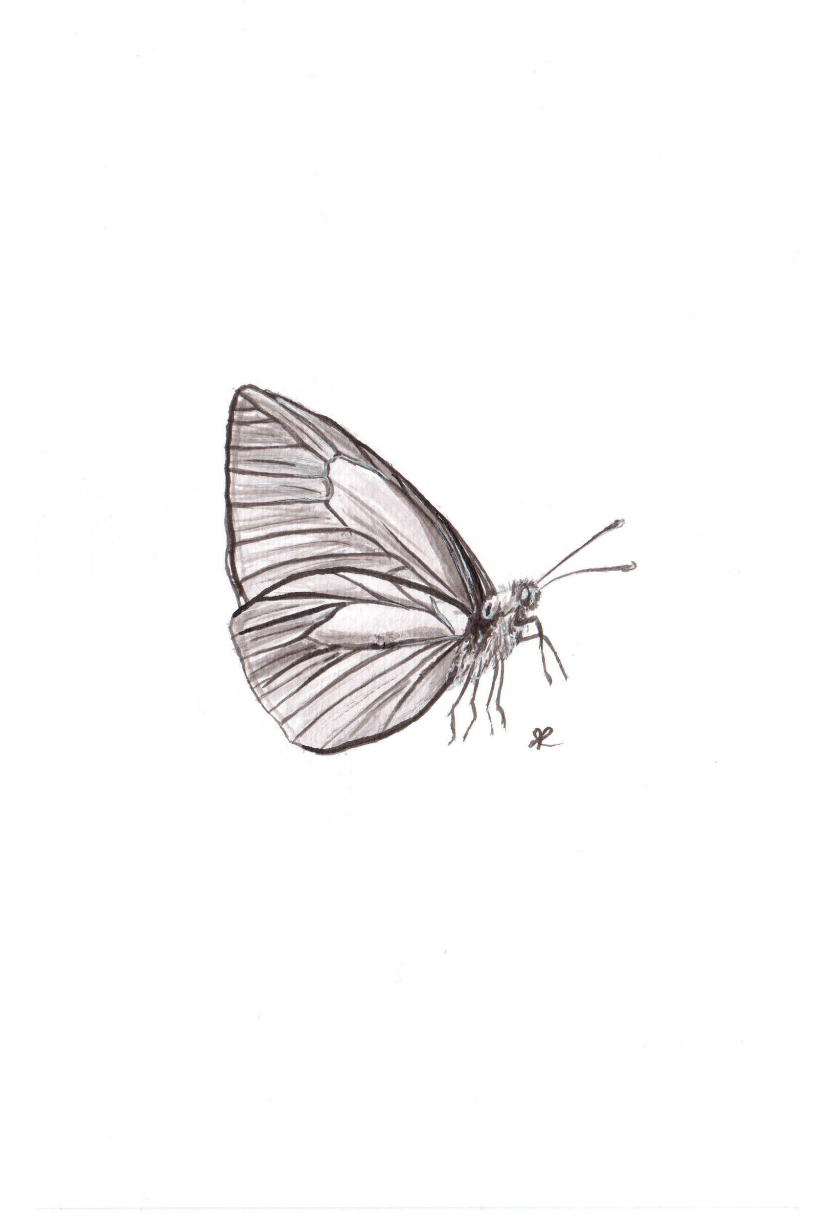 ArtStation - Butterfly