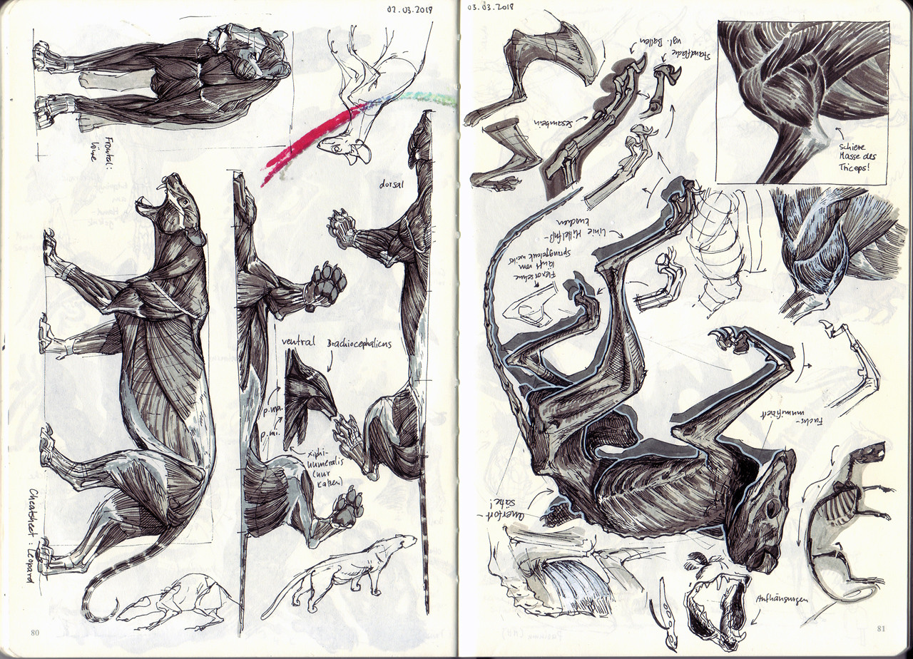 Janine Bertet - Sketchbook studies - Gross anatomy and fictional species