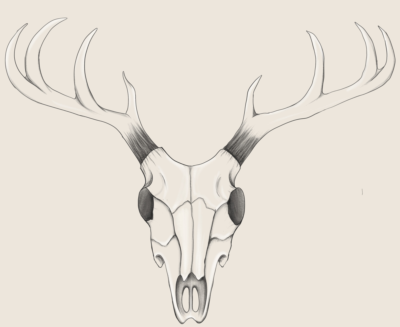 Deer Skull Study