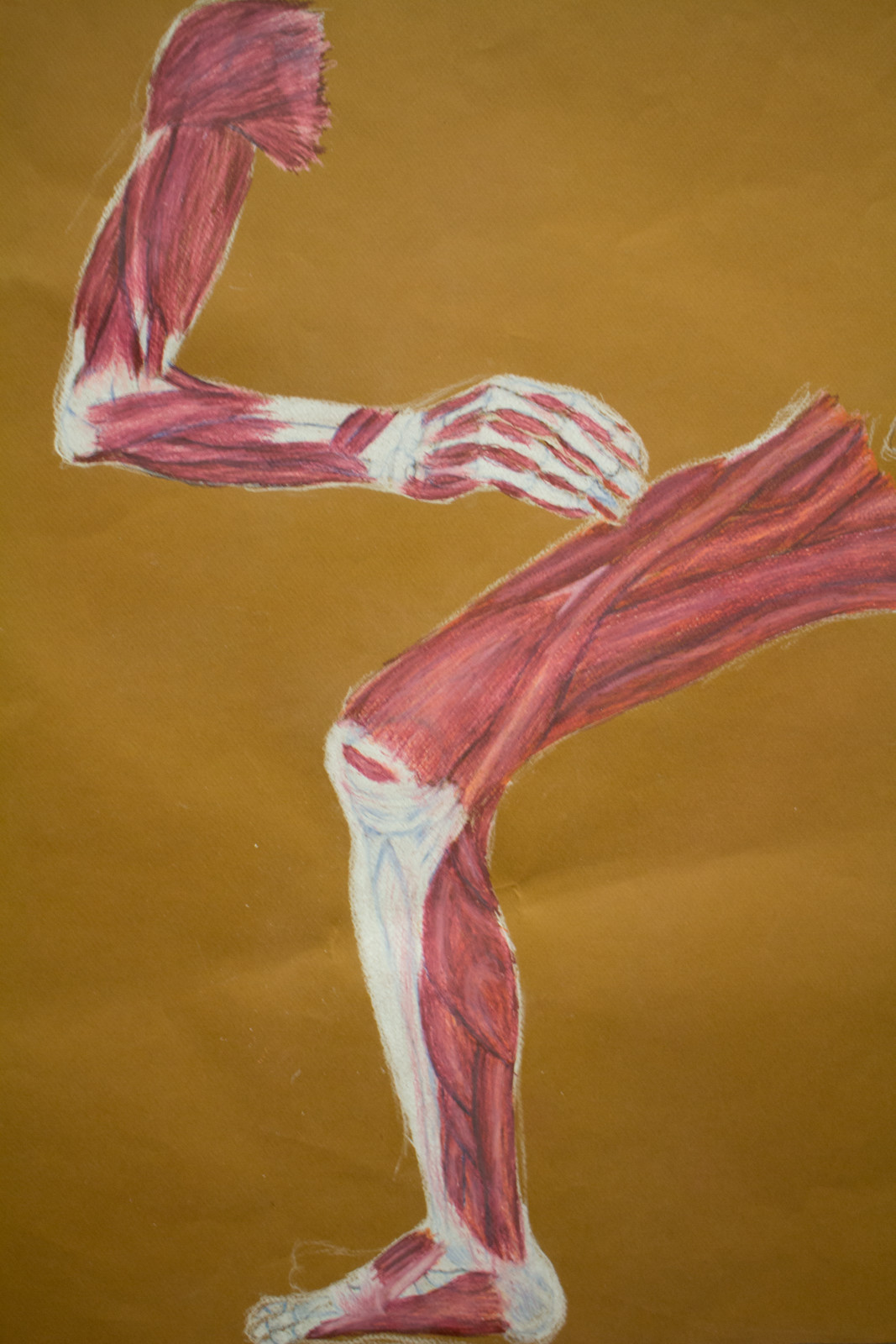 Limb Study
Colored Pencil on brown paper
