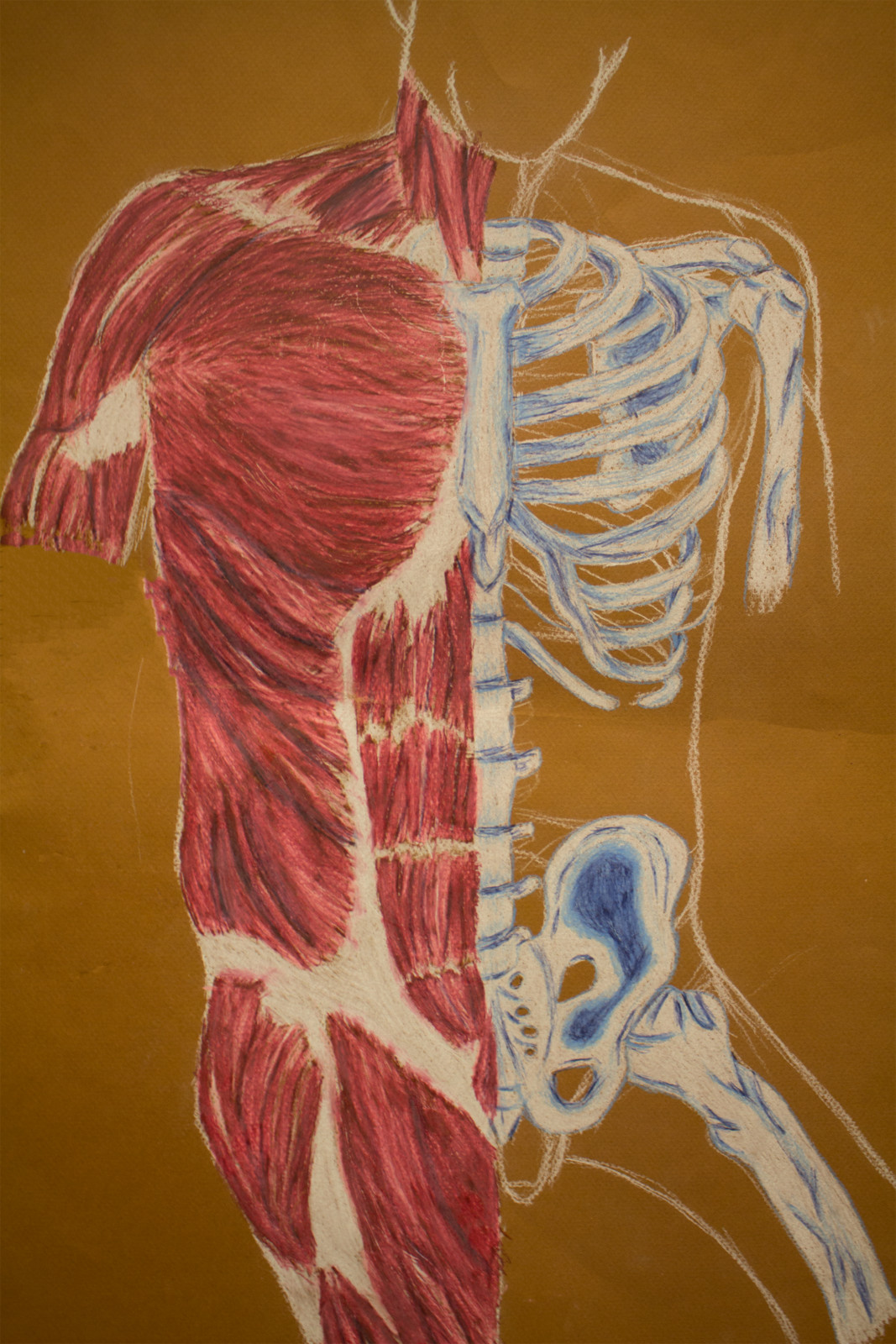 Torso Study
Colored Pencil on brown paper