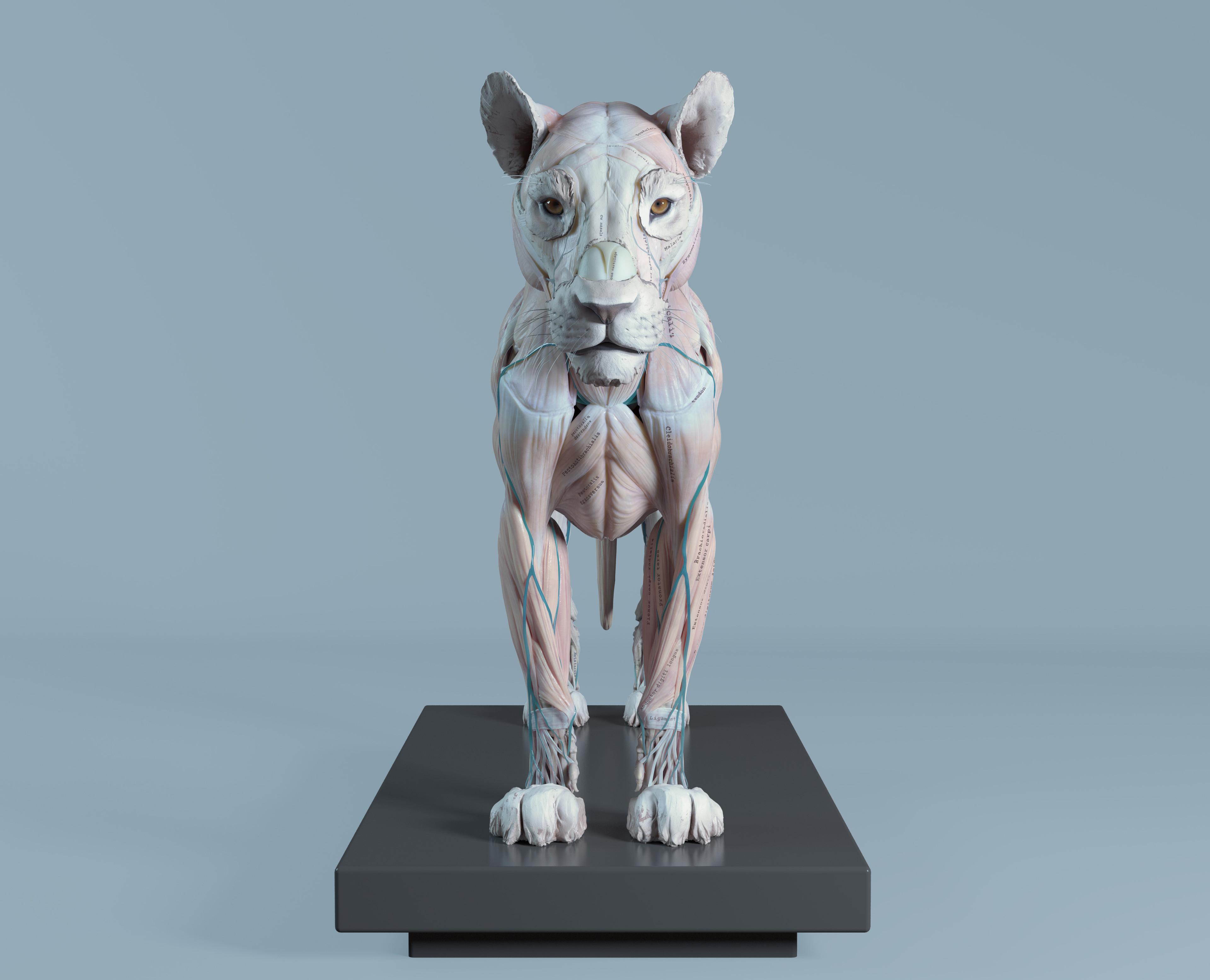 Artstation Lion Anatomy Maria Panfilova