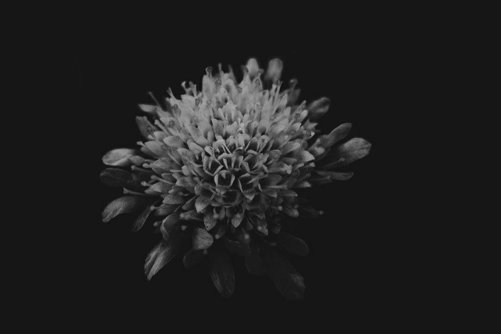 ArtStation - Flower of darkness