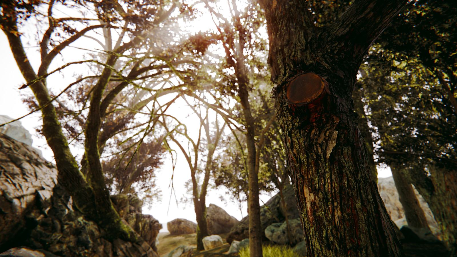Tree Photogrammetry Study - Unity