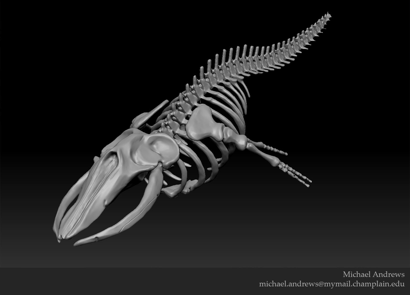 High Poly Whale Skeleton 