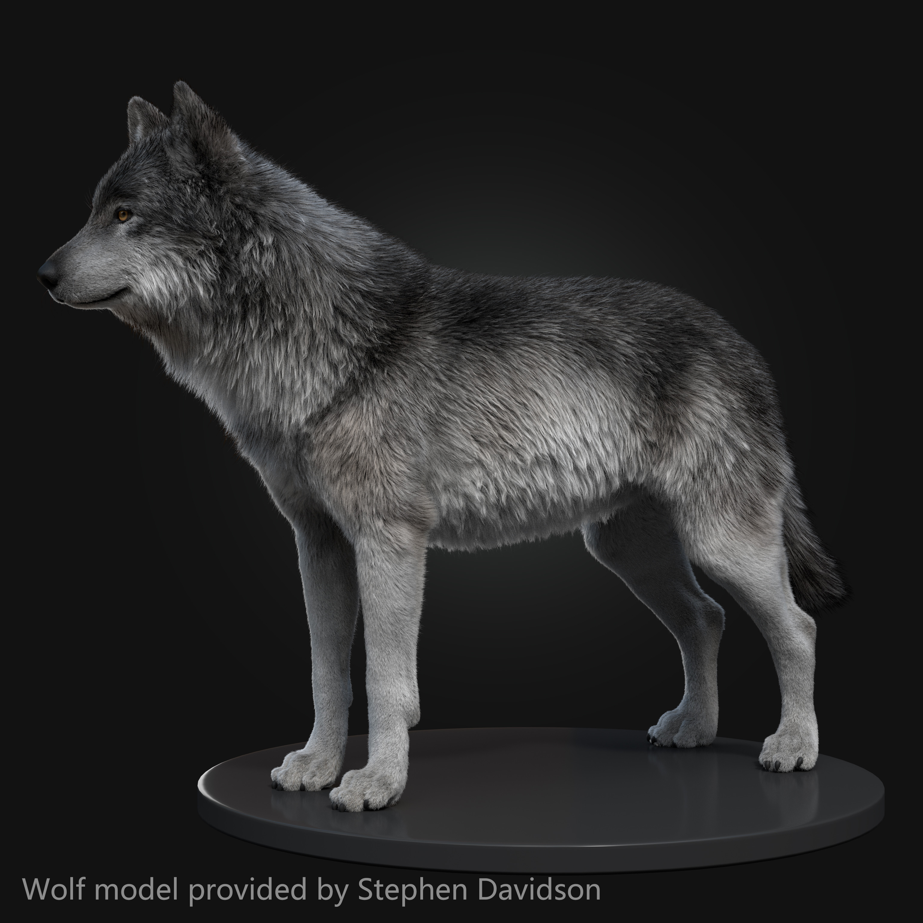 Wolf models. Huifeng Huang. Модель волка. Вольф волк. Волк 3д модель.
