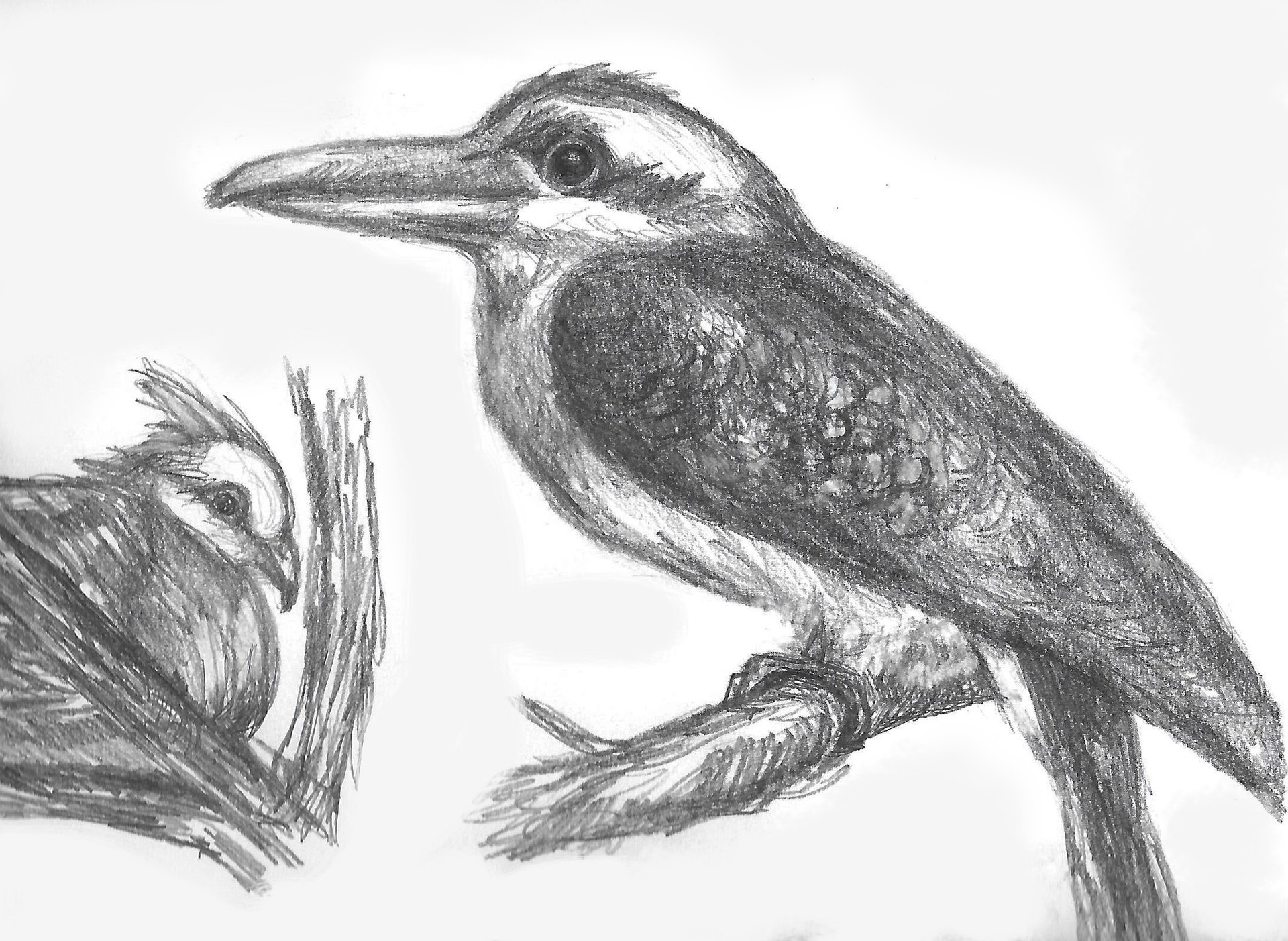 Graham Voss Kookaburra 2