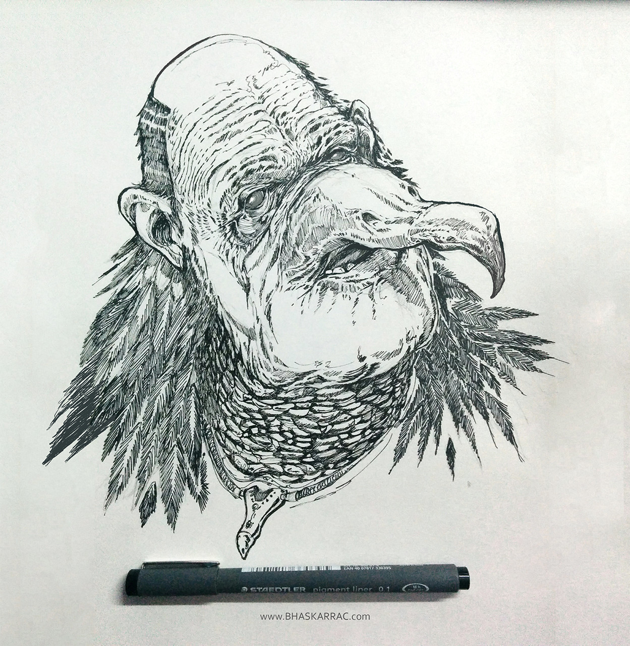 The sage Vulture