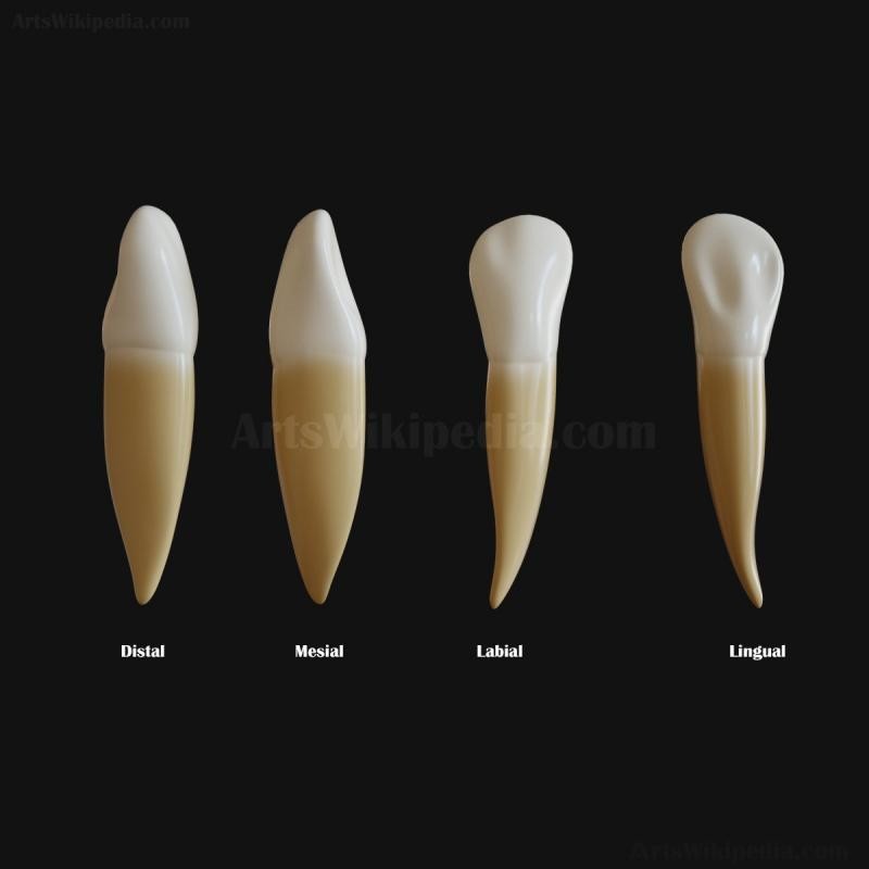 ArtStation Mandibular Canine artstation-mandibular-canine