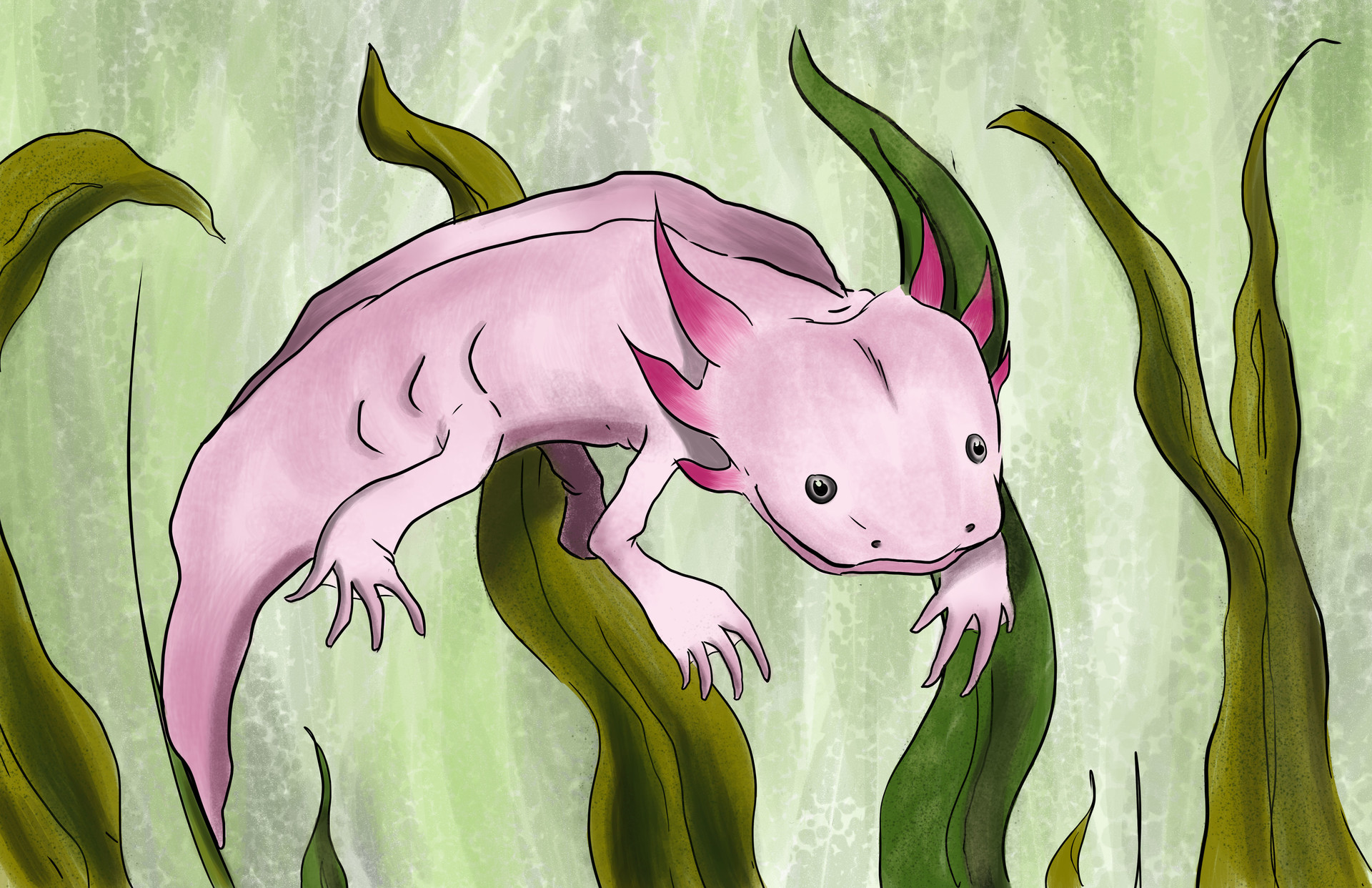 Ryan Henry Axolotl Drawing