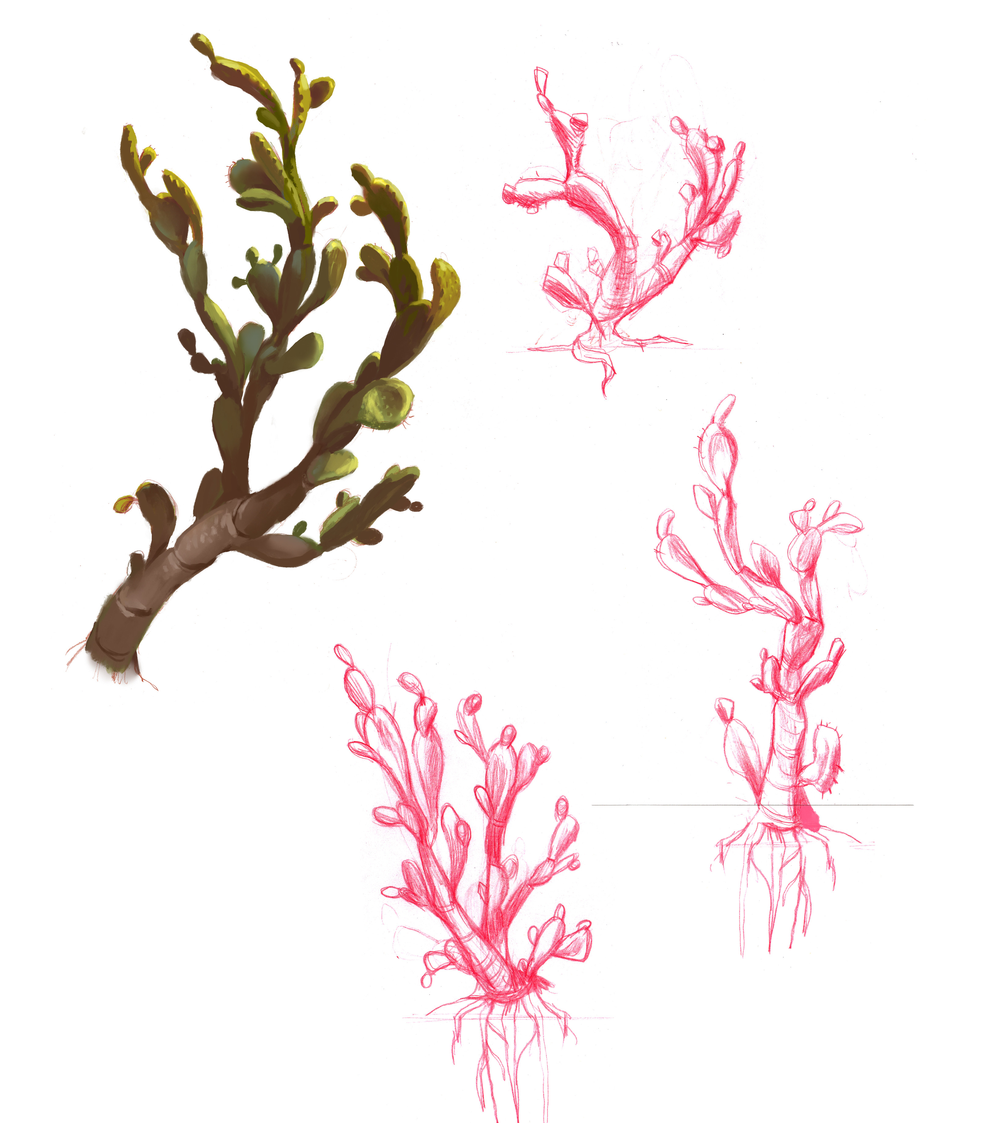 Development of cactus shape design and color.