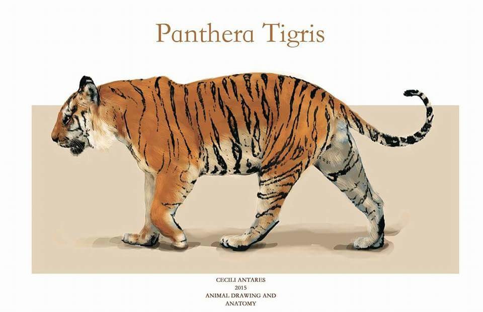 ArtStation - Panthera Tigris Diagrams, Cecili Antares