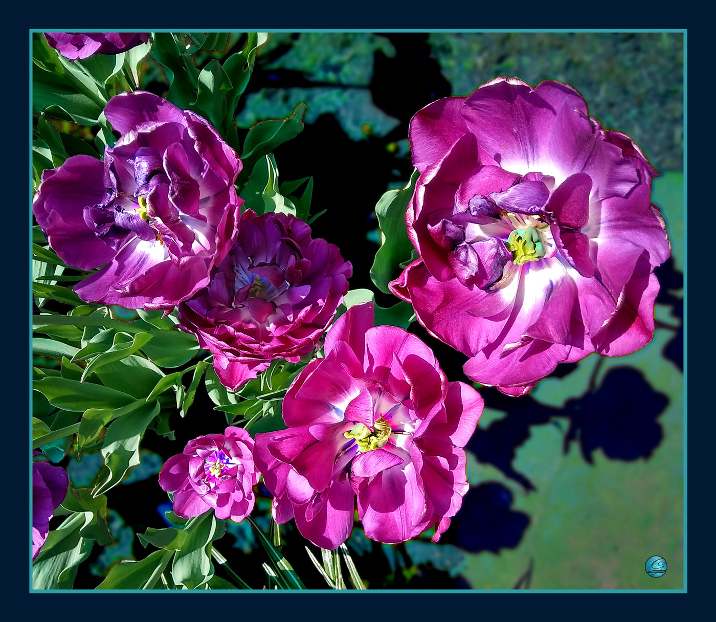 Gary Fuchsia Tulip Bi1022445